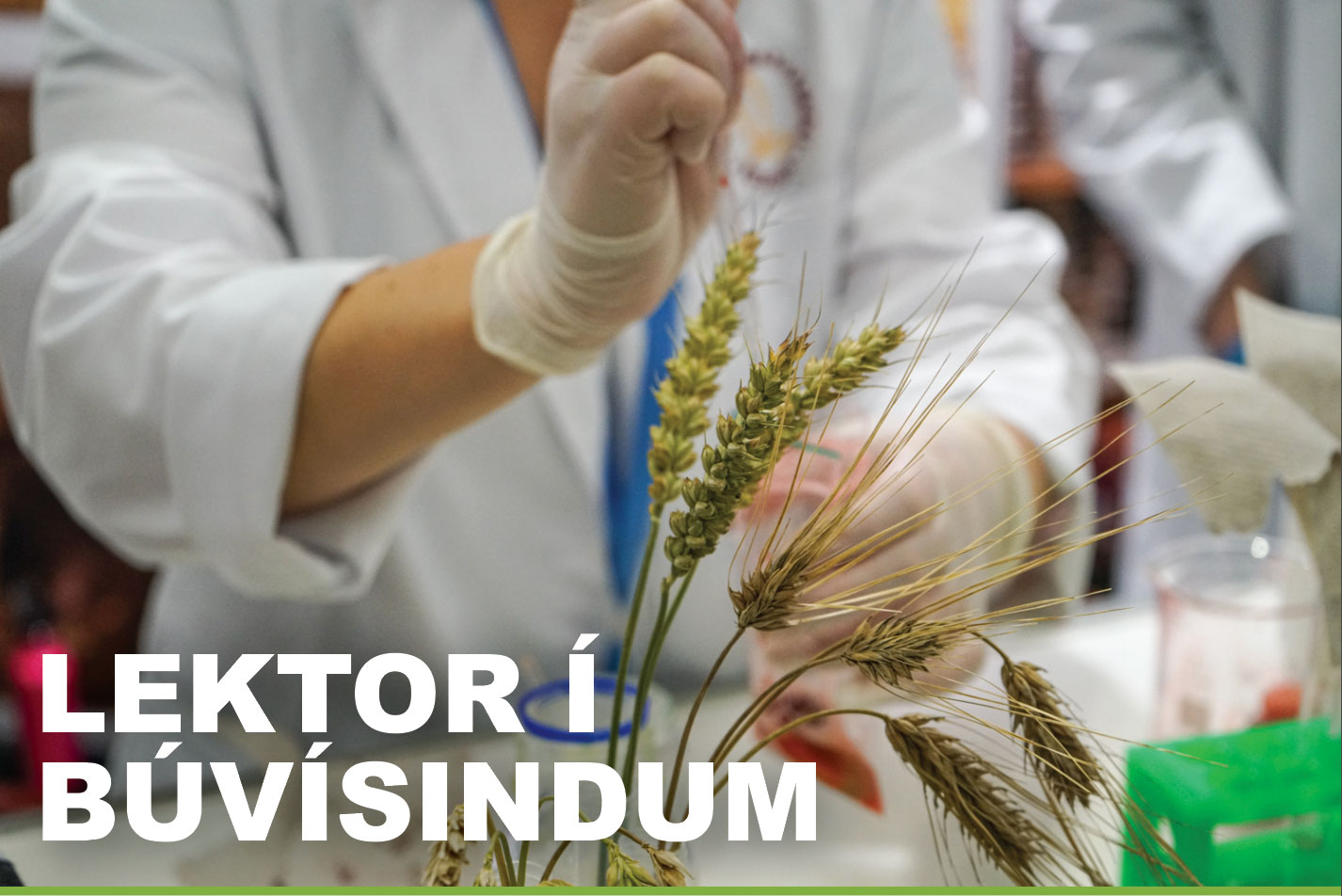 Vacancies – Assistant Professor of Agricultural Sciences at the Agricultural University of Iceland 